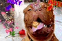 cagnolinoooooooo e micinooo