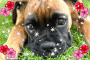 cutey pie