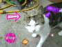 my cat