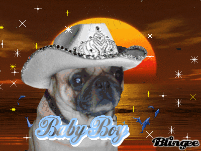 pugs cowboy hats