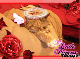 Forza, my cat :D