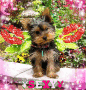 PUPPY!!!!!!!!!!!!!!!!!!!!!!!!!! PUPPY!!!!!!!!!!!!!!!!!!!!!!!!!!