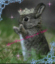 bunny!!!!!!!!!!!! bunny!!!!!!!!!!!!