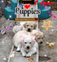 pups