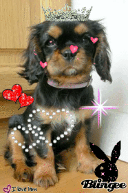 Cavalier King Charles 