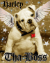 Tha Dog