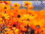 fleurs