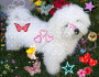 Cute puppy