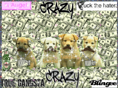 krazy lil dogs