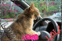 drive drive