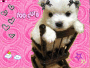 puppy