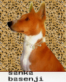 sanka mon basenji