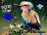 branka53