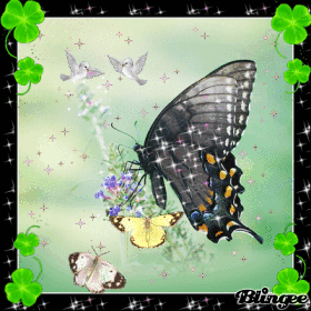 spring butterfly