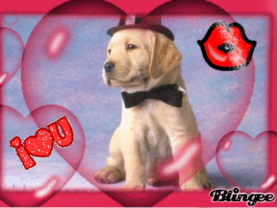 le plus bo chien du monde