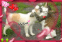 [Pet's LovE]