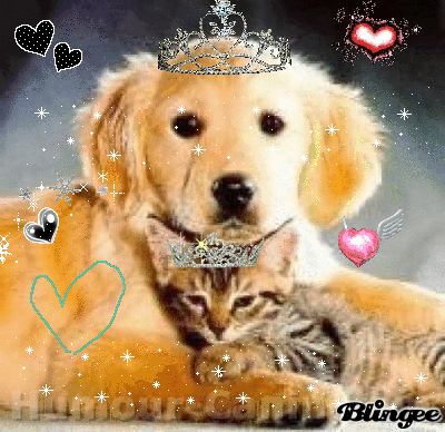 chien chat <.3 kiff