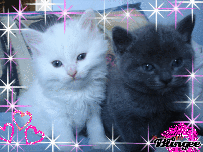 cutely pies
