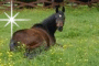horses