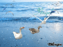ducks