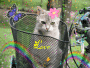 Les fans d' animaux