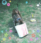 Blaze luvs presents!