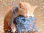 ptit chaton