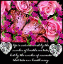 pink roses pink roses