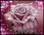 music rose music rose