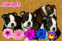 Boston Terrier Friends Again