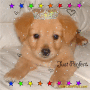 Adorible Little Dog Adorible Little Dog