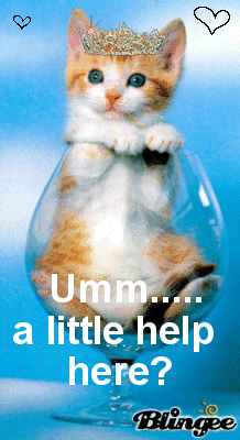 kitten in a glass kitten in a glass