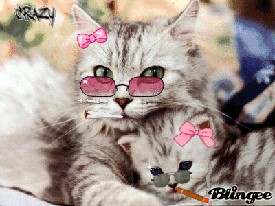 Immagine Gatti Pazzi 64197309 Blingeecom