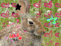 bunny rabbit