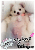 shiro