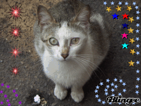 GATTO :)