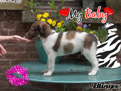 chiot barzoi chiot barzoi