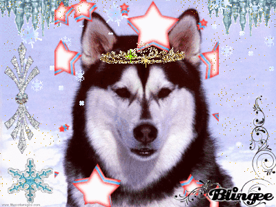 Husky Image #64754729 | Blingee.com Husky Image #64754729 | Blingee.com