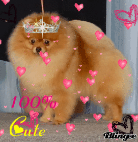 100% cute pomerainan 100% cute pomerainan