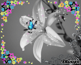 lilie