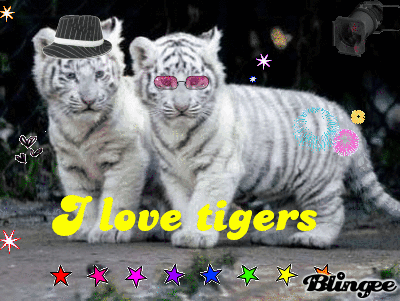 cue tigers