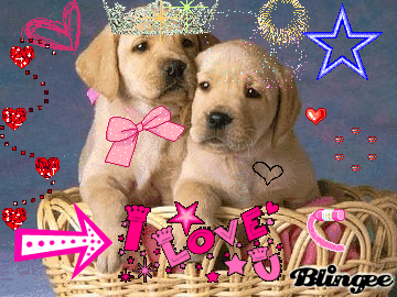 Animali Innamorati Animated Picture Codes And Downloads 65627498 219429375 Blingee Com