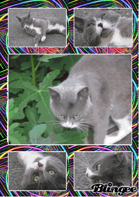 le chat