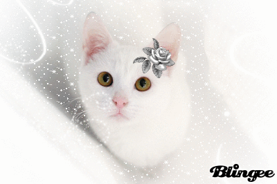 white cat Animated Picture Codes and Downloads #67090988 ...