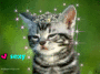 cute kitty