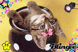 chaton qui sort d'un pot XD