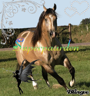 superpaarden