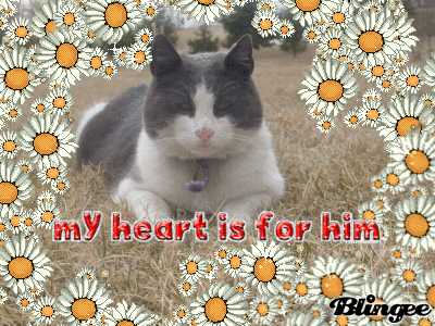 My Kitty! My Kitty!