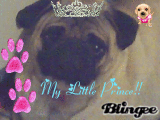 My Little Prince