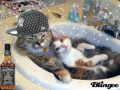 Gatti Buffi Picture 68599917 Blingeecom